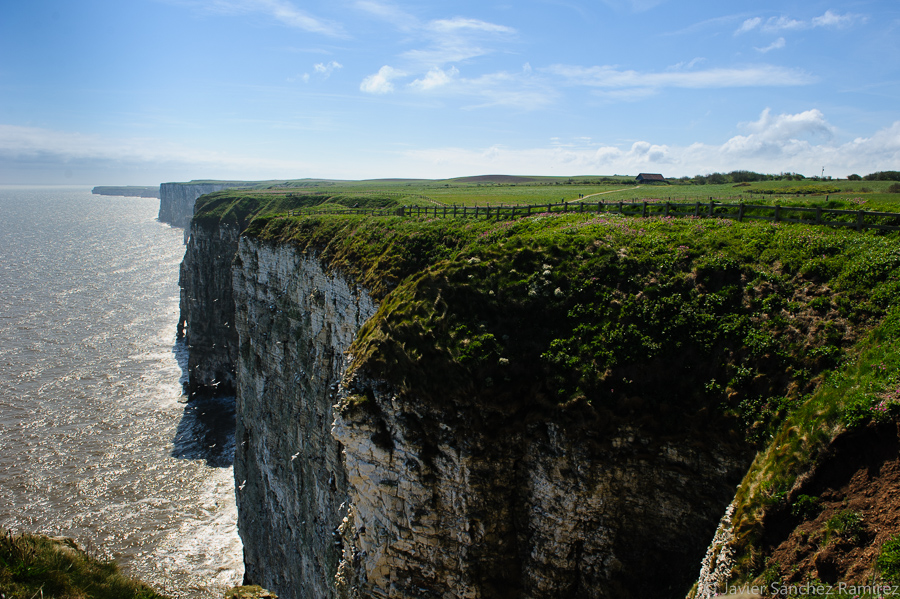 Bempton Cliffs